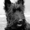 Scottish Terrier Black Dog Diamond Painting