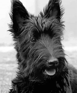 Scottish Terrier Black Dog Diamond Painting