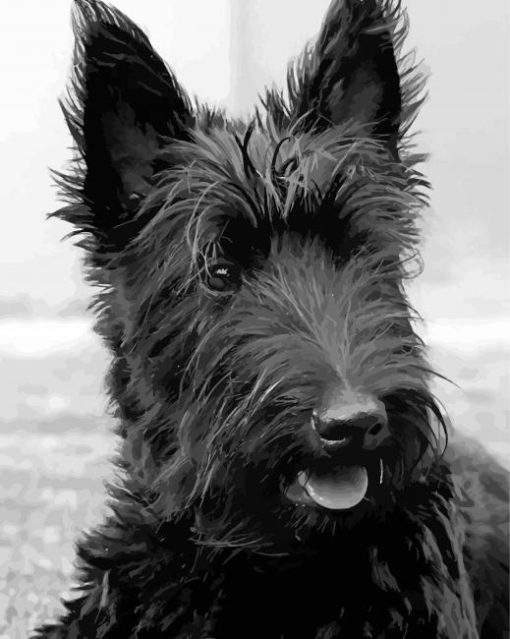 Scottish Terrier Black Dog Diamond Painting