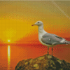 Seagull Bird And The Sun Diamond Painting