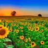 Sunflower Field Diamond Painting