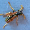 The Yellow Jacket Wasp Diamond Painting