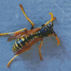 The Yellow Jacket Wasp Diamond Painting