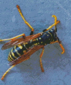 The Yellow Jacket Wasp Diamond Painting