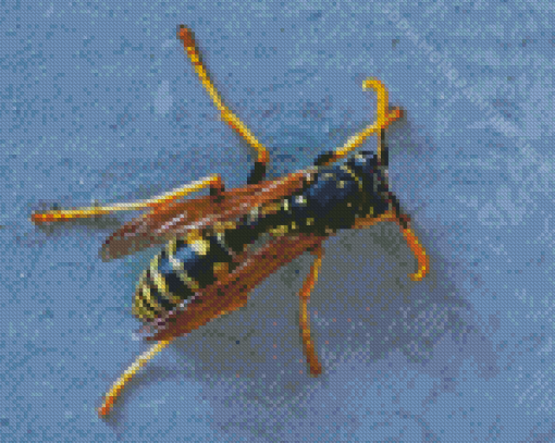 The Yellow Jacket Wasp Diamond Painting