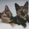 Tortoiseshell Cat Pet Diamond Painting