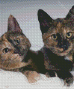 Tortoiseshell Cat Pet Diamond Painting