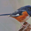 Towhee Bird Diamond Painting