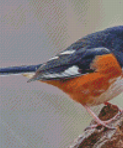 Towhee Bird Diamond Painting