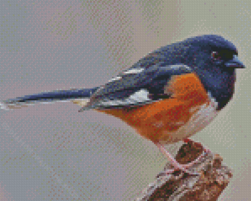 Towhee Bird Diamond Painting