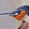 Towhee Bird Diamond Painting