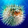 Tropical Puffer Fish Diamond Painting