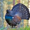 Western Capercaillie Bird Diamond Painting