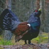 Western Capercaillie On Branch Diamond Painting