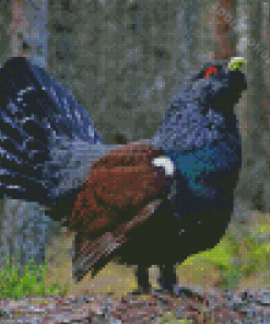 Western Capercaillie On Branch Diamond Painting