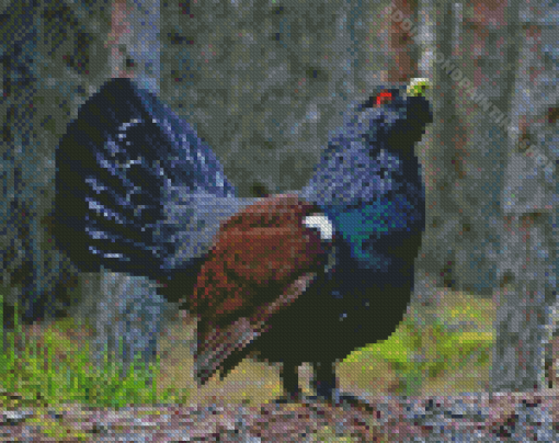 Western Capercaillie On Branch Diamond Painting