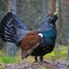 Western Capercaillie On Branch Diamond Painting