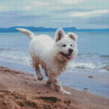 White Dog At Beach Diamond Painting