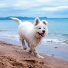 White Dog At Beach Diamond Painting