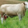 White Simmental Cattle Diamond Painting