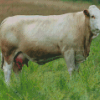 White Simmental Cattle Diamond Painting