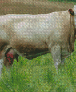 White Simmental Cattle Diamond Painting