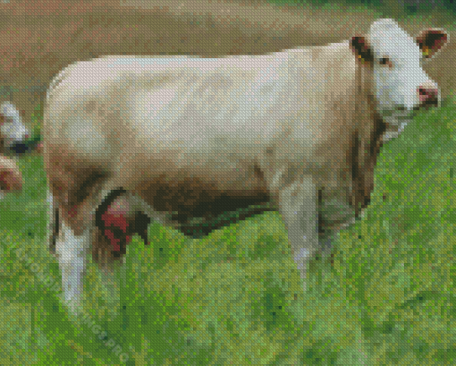 White Simmental Cattle Diamond Painting