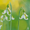 White Snowdrops Diamond Painting