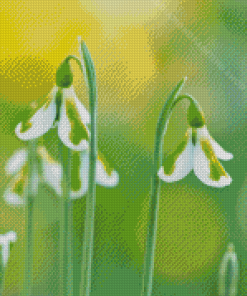 White Snowdrops Diamond Painting