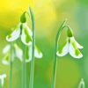 White Snowdrops Diamond Painting