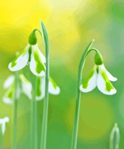 White Snowdrops Diamond Painting