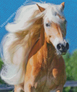 Wild Haflinger Horse Diamond Painting