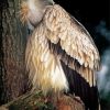 Wild Himalayan Vulture Diamond Painting