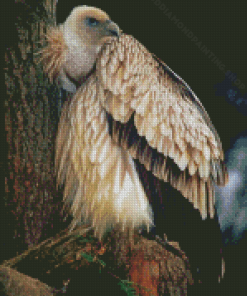 Wild Himalayan Vulture Diamond Painting