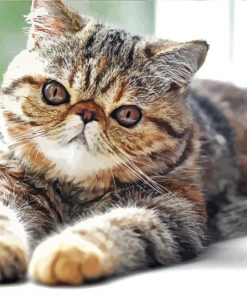 Aesthetic Exotic Shorthair Cat Diamond Painting