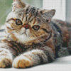 Aesthetic Exotic Shorthair Cat Diamond Painting