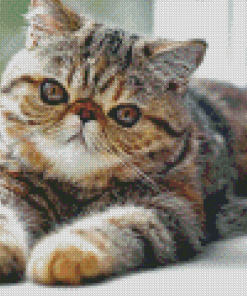 Aesthetic Exotic Shorthair Cat Diamond Painting