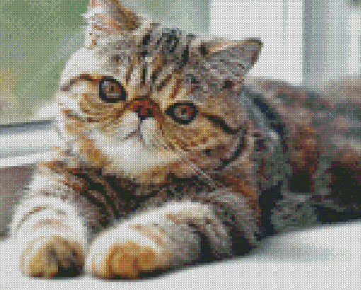 Aesthetic Exotic Shorthair Cat Diamond Painting