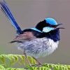 Aesthetic Fairy Wren Bird Diamond Painting