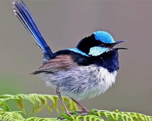 Aesthetic Fairy Wren Bird Diamond Painting