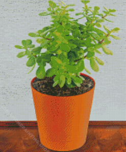 Aesthetic Jade Plant Diamond Painting