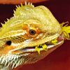 Bearded Dragon Eating Flower Diamond Painting