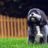 Black Shih Tzu Bichon Diamond Painting