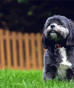 Black Shih Tzu Bichon Diamond Painting