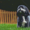 Black Shih Tzu Bichon Diamond Painting