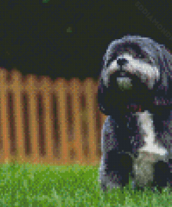 Black Shih Tzu Bichon Diamond Painting