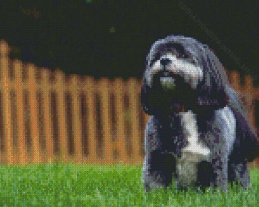 Black Shih Tzu Bichon Diamond Painting