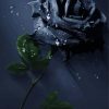 Black Rose Diamond Painting