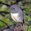 South Island Robin Bird Diamond Painting