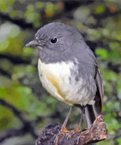 South Island Robin Bird Diamond Painting